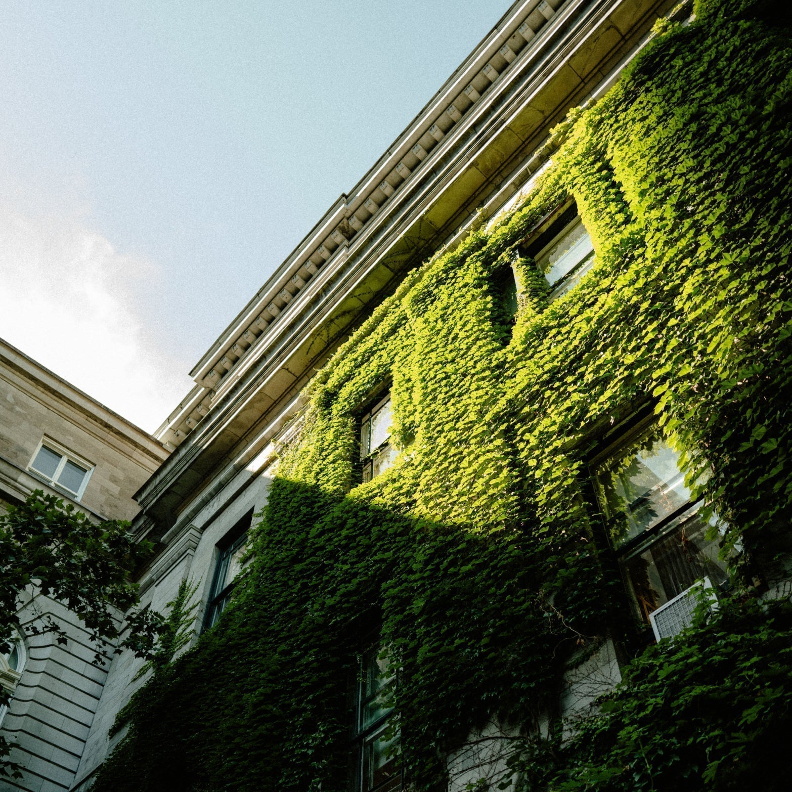 The image shows an ivy-covered, classic masonry building corner, with windows and a cornice, set against a blue sky, embodying effortless elegance.